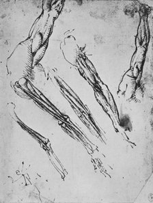 'Six Studies of an Arm Showing in Three Cases the Bones', c1480 (1945). Artist: Leonardo da Vinci.