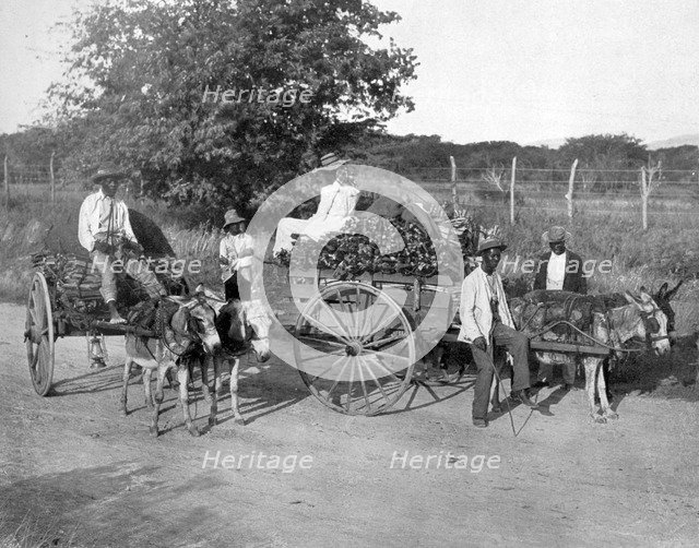 Wood carts, Jamaica, c1905.Artist: Adolphe Duperly & Son