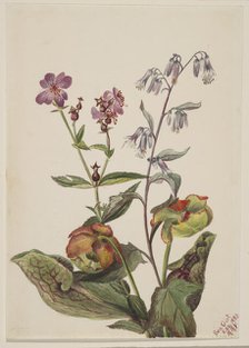 Meadow Beauty (Rhexia virginica), Rattlesnake Roat (Nabalus albus), Pitcherplant..., 1880. Creator: Mary Vaux Walcott.