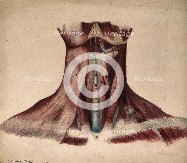Dissection of the back of the neck, 1854/03/16. Creator: J.C. Whishaw.