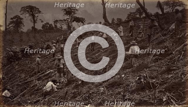 Setting out a Coffee Plantation at Antigua de Guatemala, 1875, published 1877. Creator: Eadweard J Muybridge.