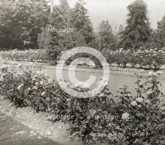 Street with Caroline Restout roses, Portland, Oregon, 1923. Creator: Frances Benjamin Johnston.
