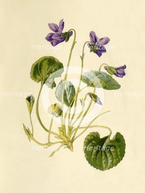 'Sweet Violet', 1877. Creator: Frederick Edward Hulme.