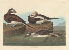 Long-tailed Duck, 1836. Creator: Robert Havell.