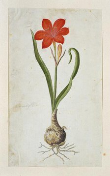 Cyrtanthus elatus (Jacq.) Traub (Flowering valotta; Fire lily; George lily), 1777-1786. Creator: Robert Jacob Gordon.