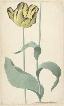 The tulip Bizard Louis d'Effroy, 1765. Creator: Cornelis van Noorde.