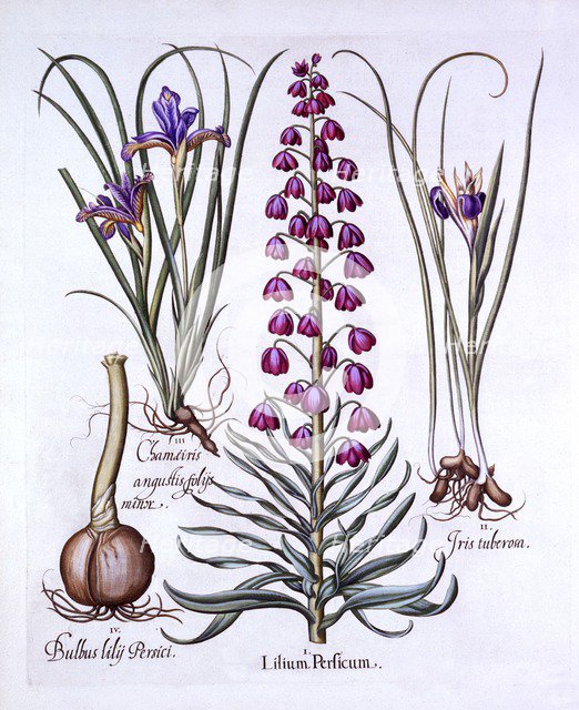 Persian Lily and Irises, from 'Hortus Eystettensis', by Basil Besler (1561-1629), pub. 1613 (hand-co
