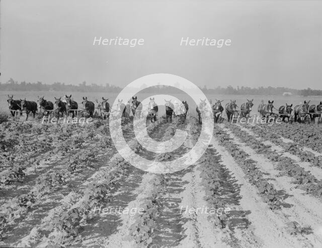 Cultivating cotton at Lake Dick project, Arkansas, 1938. Creator: Dorothea Lange.