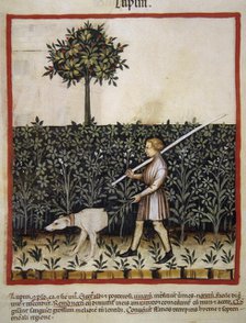 Lupins, 14th century.  Creator: Unknown.