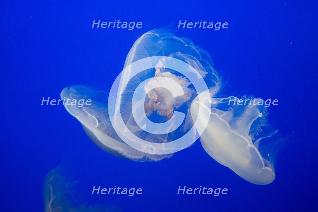 Jellyfish, Monterey Bay Aquarium, Monterey, California, USA, 2022. Creator: Ethel Davies.