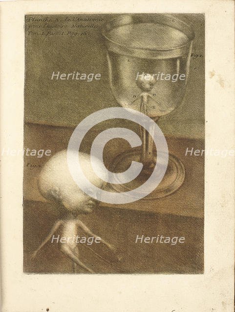 Observations sur l'histoire naturelle, sur la physique et sur la peinture, 1752. Creator: Gautier d'Agoty, Jacques Fabien (1716-1785).