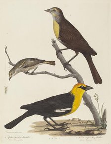 Yellow-headed Blackbird, Female Blackbird, and Female Cape May Warbler. Creator: Alexander Lawson.