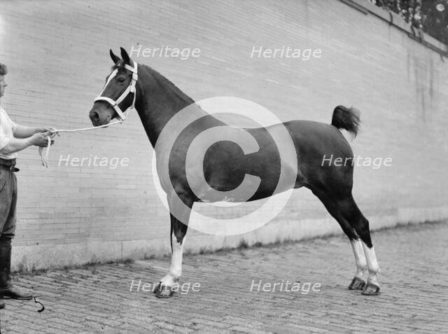 Horse Shows - Mclean, John Roll. His Horses, 1912. Creator: Harris & Ewing.