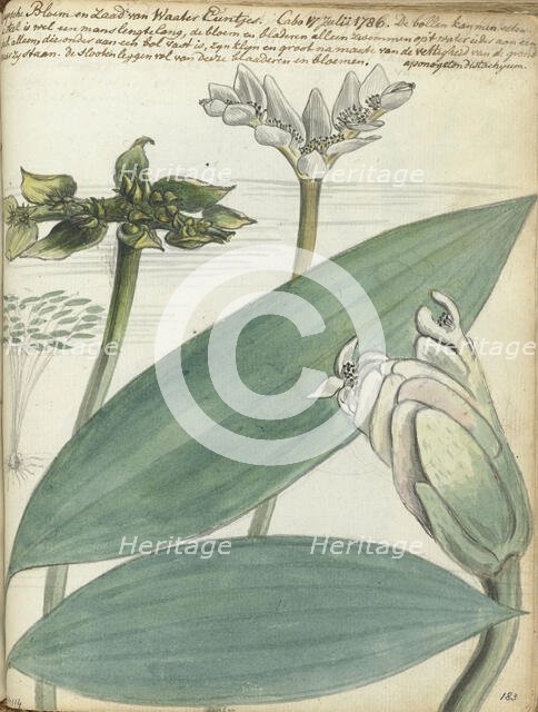 Cape flower, (Aponogeton distachium), 1786. Creator: Jan Brandes.
