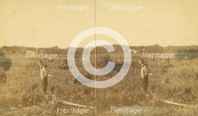 Cutting rice. [Harvesting rice], (1868-1900?). Creator: Unknown.