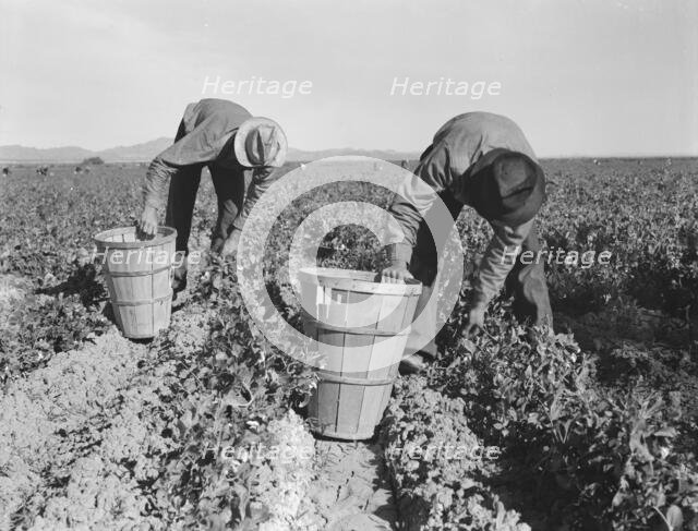 Pea pickers, near Niland, Imperial County, California, 1939. Creator: Dorothea Lange.