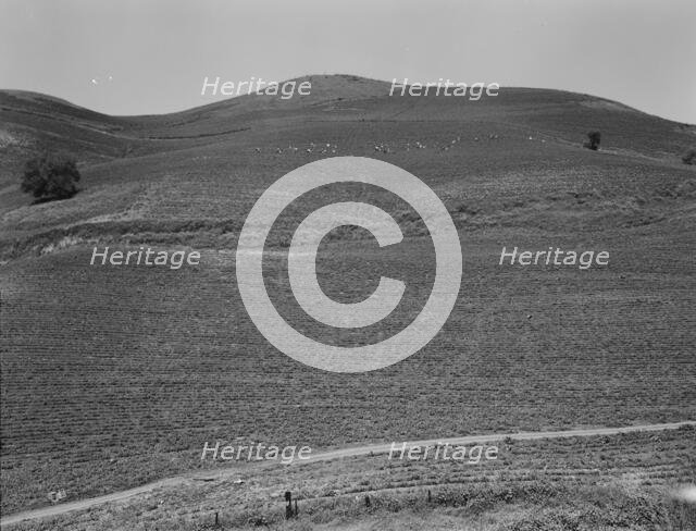 The pea fields of the California coast, 1937. Creator: Dorothea Lange.