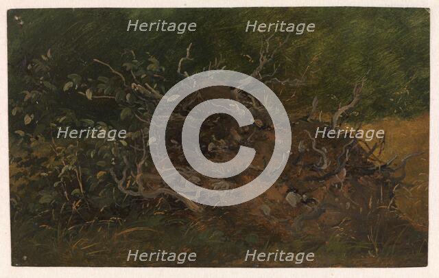 Study of a Tree Stump, 1843-1847. Creator: Wilhelm Peter Carl Petersen.