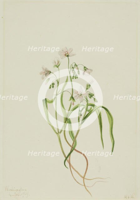 Virginia Springbeauty (Claytonia virginica), 1919. Creator: Mary Vaux Walcott.