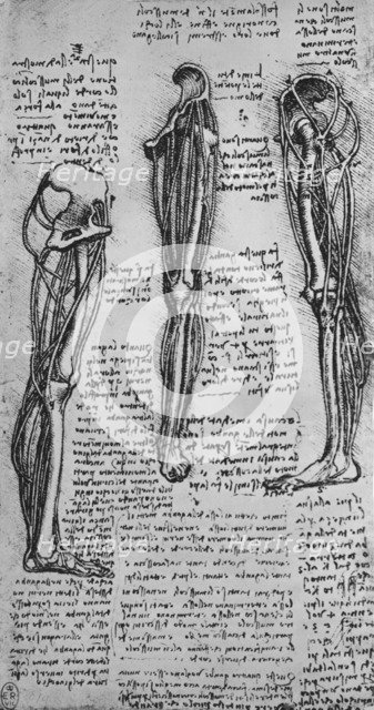 'Drawings of a Left Leg Showing Bones and Tendons', c1480 (1945). Artist: Leonardo da Vinci.
