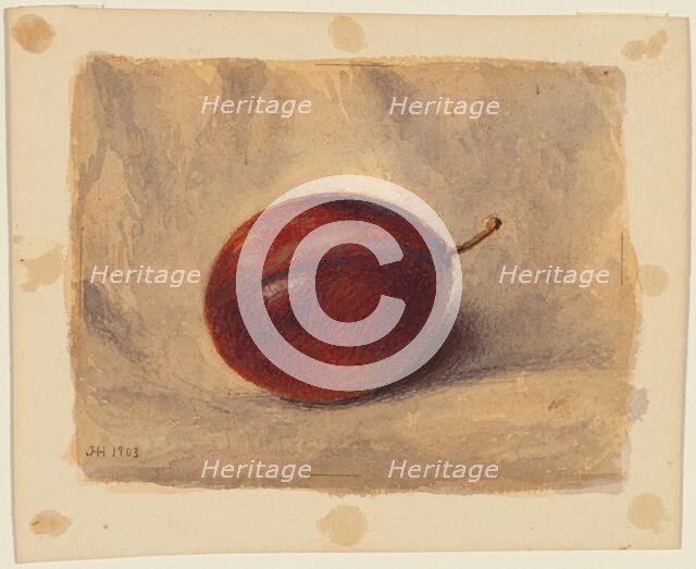 Plum, 1903. Creator: John Henry Hill.