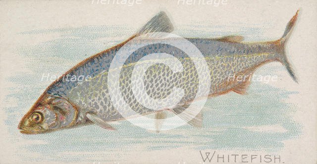Whitefish, from the Fish from American Waters series (N8) for Allen & Ginter Cigarettes Br..., 1889. Creator: Allen & Ginter.