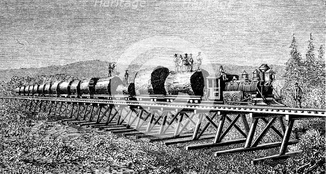Steam train carrying trunks of giant trees in California, engraving of 1886.