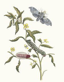 Ludwigia octovalvis. From the Book Metamorphosis insectorum Surinamensium, 1705. Creator: Merian, Maria Sibylla (1647-1717).