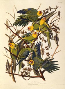The Carolina parakeet, From "The Birds of America", 1827-1838. Creator: Audubon, John James (1785-1851).