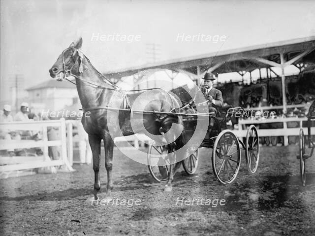 Gheen, J.O - Driving 'Boscobel' In Horse Show, 1912. Creator: Harris & Ewing.
