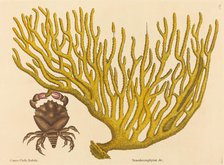 The Red Clawed Crab (Cancer erythropus), published 1731-1743. Creator: Mark Catesby.