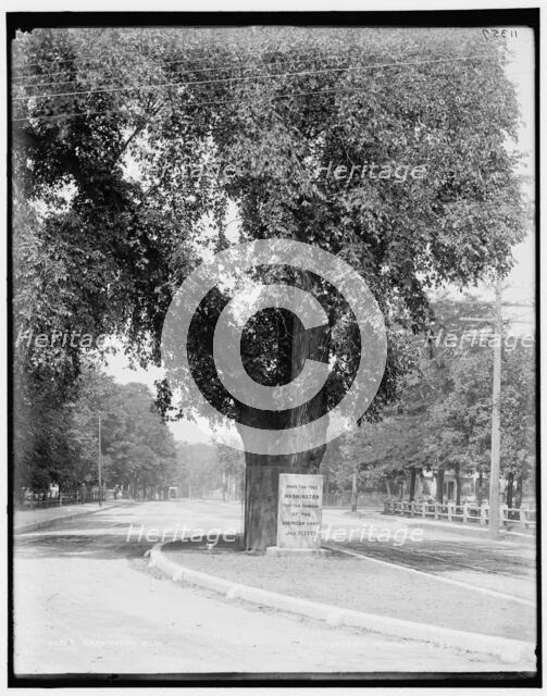 Washington Elm, Cambridge, between 1890 and 1899. Creator: Unknown.