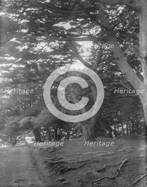 Travel views of Japan and Korea, 1908. Creator: Arnold Genthe.