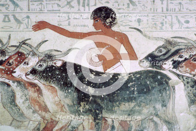 Cattle brought for inspection: wall painting from the tomb of Nebamun (no 5), Egypt, c1350 BC. Artist: Unknown