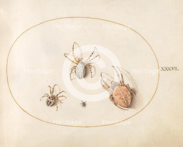 Plate 36: Three Large Spiders and One Small Spider, c. 1575/1580. Creator: Joris Hoefnagel.