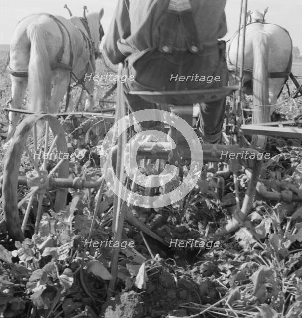 Sugar beet lifter in older settler's field..., near Ontario, Malheur County, Oregon, 1939. Creator: Dorothea Lange.