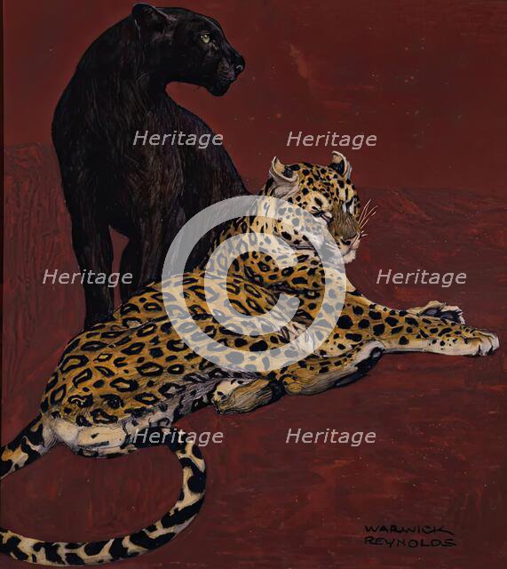 Jaguar and Black Panther. Creator: Warwick Reynolds.