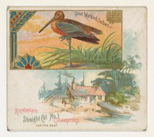 Great Marbled Godwit, from the Game Birds series (N40) for Allen & Ginter Cigarettes, 1888-90. Creator: Allen & Ginter.