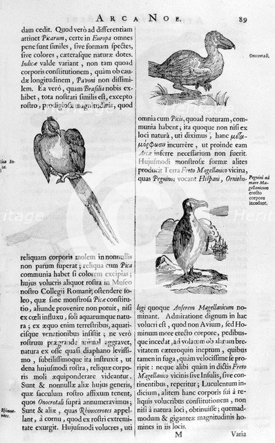 Birds, 1675.  Artist: Athanasius Kircher