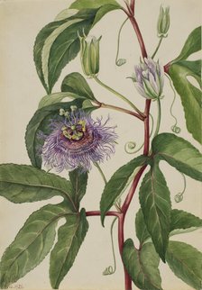 Maypop (Passiflora incarnata), 1926. Creator: Mary Vaux Walcott.