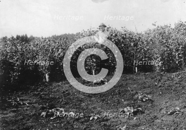 Pea crop near Sitka, between c1900 and c1930. Creator: Unknown.