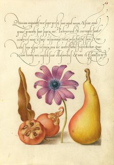 Medlar, Poppy Anemone, and Pear, 1561-1562; illumination added 1591-1596. Creator: Joris Hoefnagel.