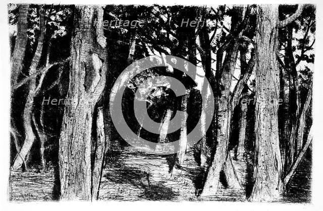 Group of trees, c1896. Creator: Walter Leistikow.