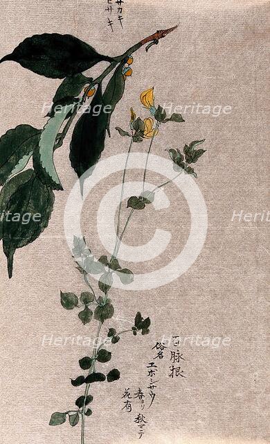 Two plants, a flowering trefoil (Lotus species) and a fruiting Styrax species. Creator: Unknown.