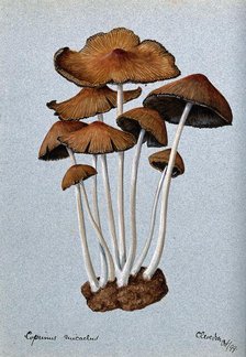 A fungus (Coprinus micaceus): group of fruiting bodies, 1899. Creator: Unknown.