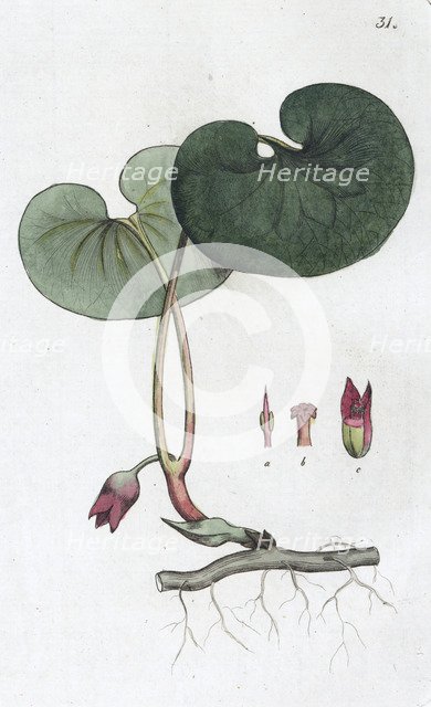 Asarabacca (Asarum europaeum), 1804-1811. Artist: Johan Wilhelm Palmstruch