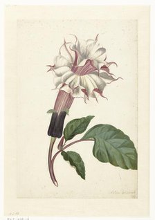 Indian Thornapple (Datura Metel), c. 1680-before c. 1700. Creator: Alida Withoos.