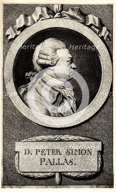 Portrait of the zoologist and botanist Peter Simon Pallas (1741-1811), Early 19th cen.. Artist: Anonymous  