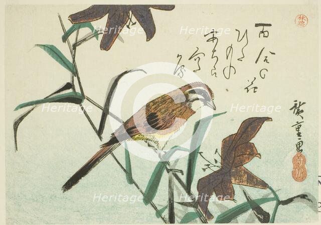 Bunting and lilies, 1830s-1840s. Creator: Ando Hiroshige.