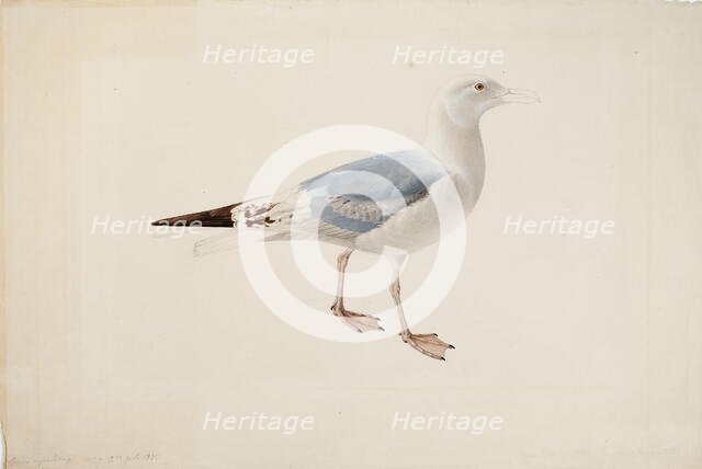 European Herring Gull, 1835. Creator: Magnus von Wright.
